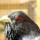KOE_Wildpark Maerz 2016 27.jpg
