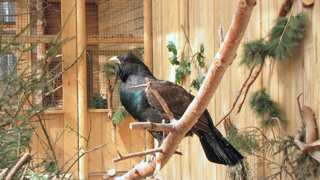 KOE_Wildpark Maerz 2016 28.jpg