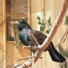 KOE_Wildpark Maerz 2016 28.jpg