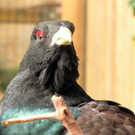 KOE_Wildpark Maerz 2016 29.jpg