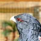 KOE_Wildpark Maerz 2016 31.jpg
