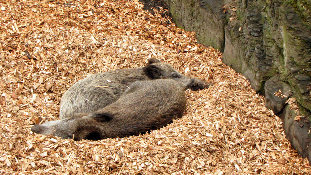 KOE_Wildpark Maerz 2016 33.jpg