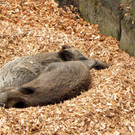 KOE_Wildpark Maerz 2016 33.jpg