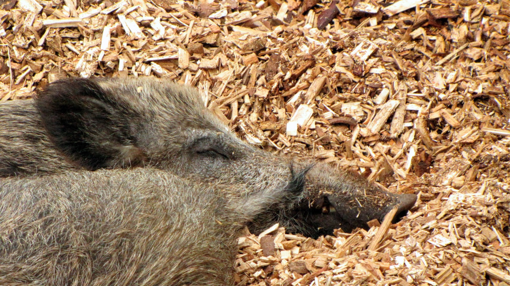 KOE_Wildpark Maerz 2016 34.jpg