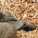 KOE_Wildpark Maerz 2016 34.jpg