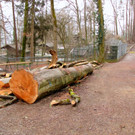 KOE_Wildpark Maerz 2016 36.jpg