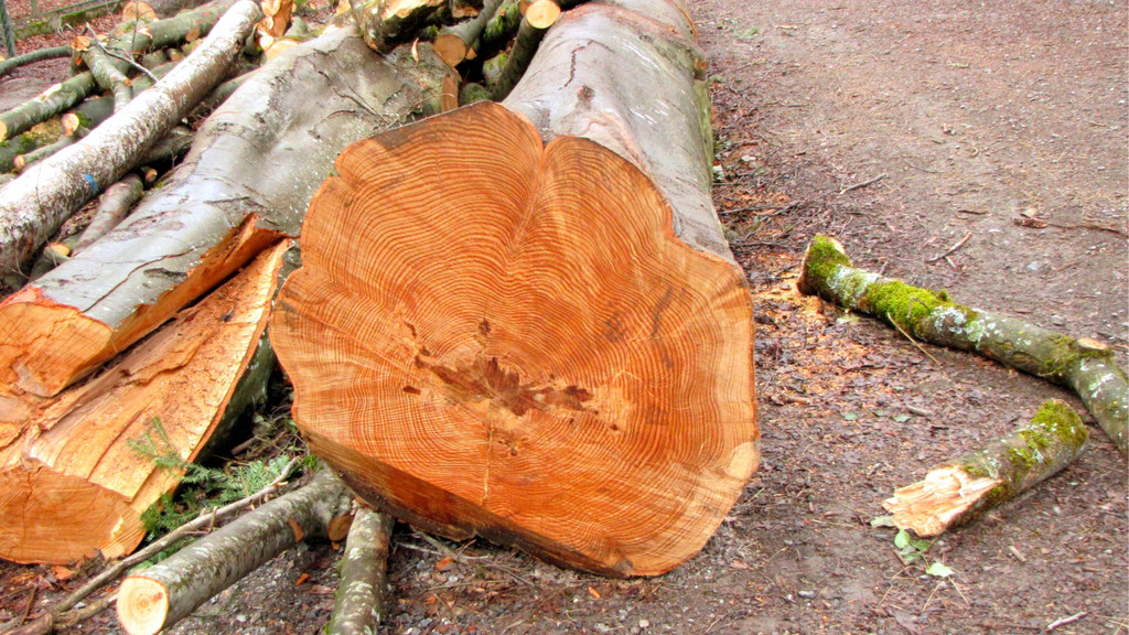 KOE_Wildpark Maerz 2016 37.jpg