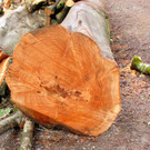 KOE_Wildpark Maerz 2016 37.jpg