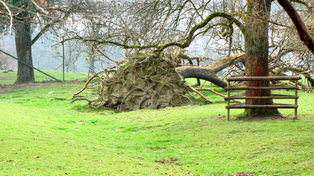 KOE_Wildpark Maerz 2016 38.jpg