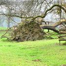 KOE_Wildpark Maerz 2016 38.jpg