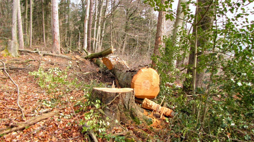 KOE_Wildpark Maerz 2016 39.jpg