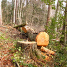 KOE_Wildpark Maerz 2016 39.jpg