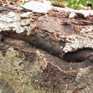 KOE_Wildpark Maerz 2016 40.jpg