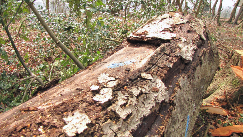 KOE_Wildpark Maerz 2016 41.jpg