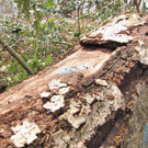 KOE_Wildpark Maerz 2016 41.jpg