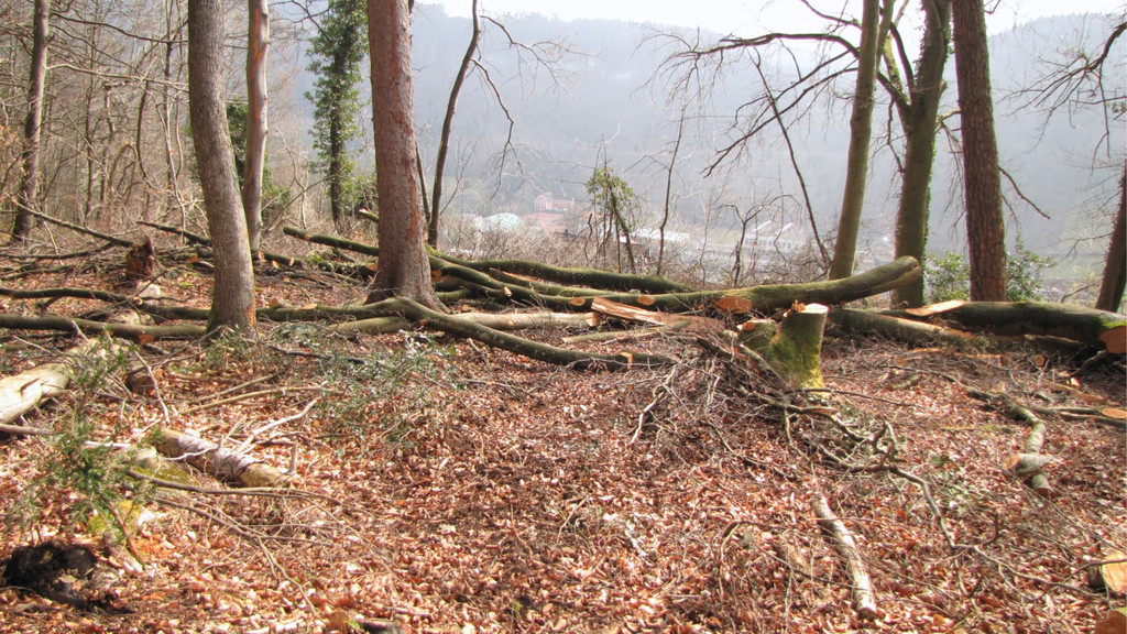 KOE_Wildpark Maerz 2016 42.jpg