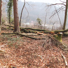 KOE_Wildpark Maerz 2016 42.jpg