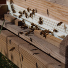 Bienen_4.JPG