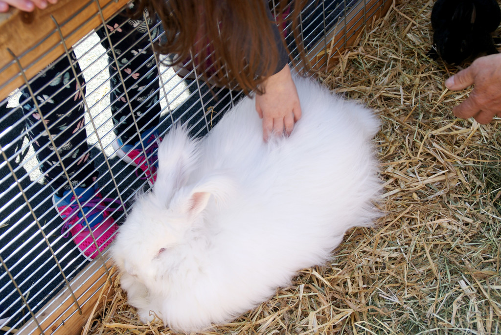 Auch Hase Alfons war wieder mit von der Partie.JPG