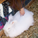 Auch Hase Alfons war wieder mit von der Partie.JPG