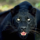 black-panther_1_.jpg