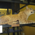 jaglion.jpg
