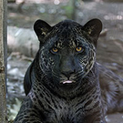 jaglion1.jpg