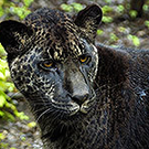 Jaglion3.jpg