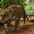 jaguar.jpg