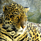 jaguar1.jpg