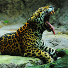 jaguar3.jpg