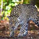 jaguar4.jpg