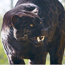 jaguarblack.jpg