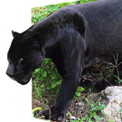jaguarblack1.jpg
