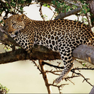 leopard-picture.jpg