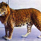 leopon.jpg
