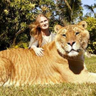 liger-kawin-silang-singa-harimau-04.jpg