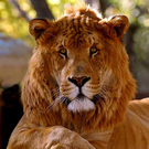 liger.jpg