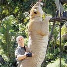 liger1560kg.jpg