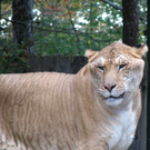 liger4.jpg