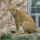 liger77.jpg