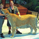 ligertigon.jpg