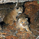 pumapard.jpg