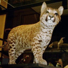 pumapard1.jpg