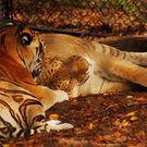 tiger_liger.jpg