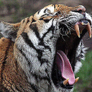 tigeryawn.jpg