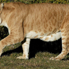 tigon1.jpg