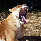 tigon2.jpg