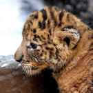 tigon3.jpg