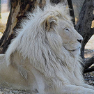 whitelion.jpg